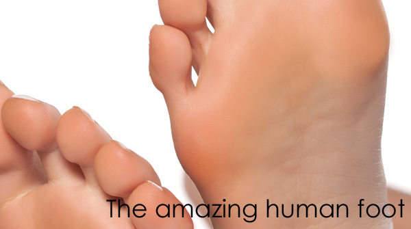 The amazing human foot